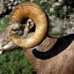 big horn sheep