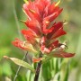 indian paintbrush