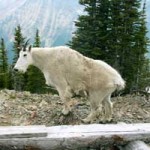 mountain goat 2