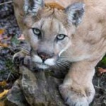 Mountain Lion Montana