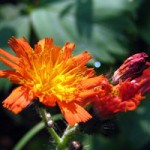 orange wildflower