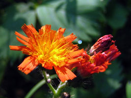orange wildflower