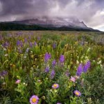 purple yellow wildflower