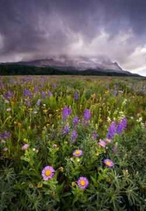 purple yellow wildflower