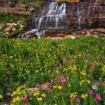 yellow pink wildflower