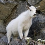 glacier national park a slice of heaven on earth 21521271