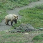 grizzly bear on granite park chalet hike 21661034