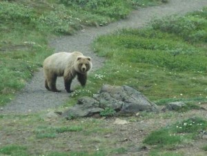 grizzly bear on granite park chalet hike 21661034