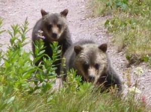 grizzly bear sow 3 cubs on iceberg lake trail in glacier national park 21388495