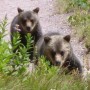 grizzly bear sow 3 cubs on iceberg lake trail in glacier national park 21388495