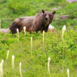 grizzly encounters in glacier national park 21221891