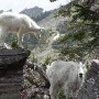 hiking hidden lake trail in glacier national park 21463077