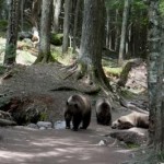 our grizzly bear encounter while hiking avalanche lake in glacier 21529962