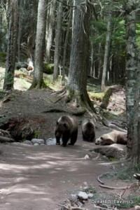 our grizzly bear encounter while hiking avalanche lake in glacier 21529962