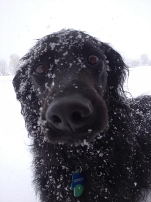 black dog covered in snow
