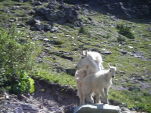 mountain goats staring at us
