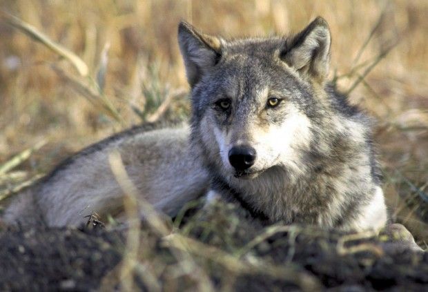 grey wolf in grass