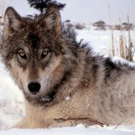 gray wolf staring at you