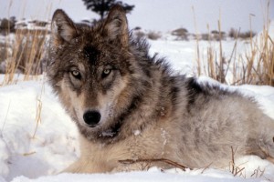 gray wolf staring at you