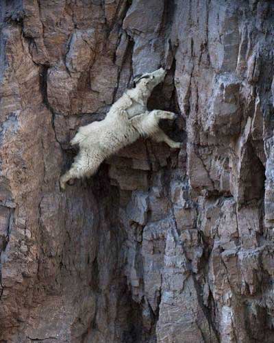 mountain goat licking salt from the rocks