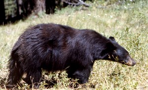 Black Bear in Yellowstone