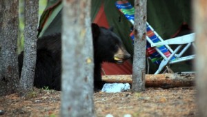 The Black Bear in Question