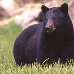 black bear in grass