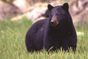 black bear in grass
