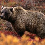 grizzly bear in the fall