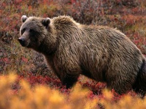 grizzly bear in the fall