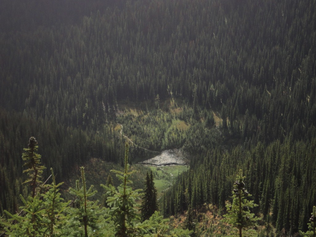 The encounter happened to the left of the trail where it enters into the trees.