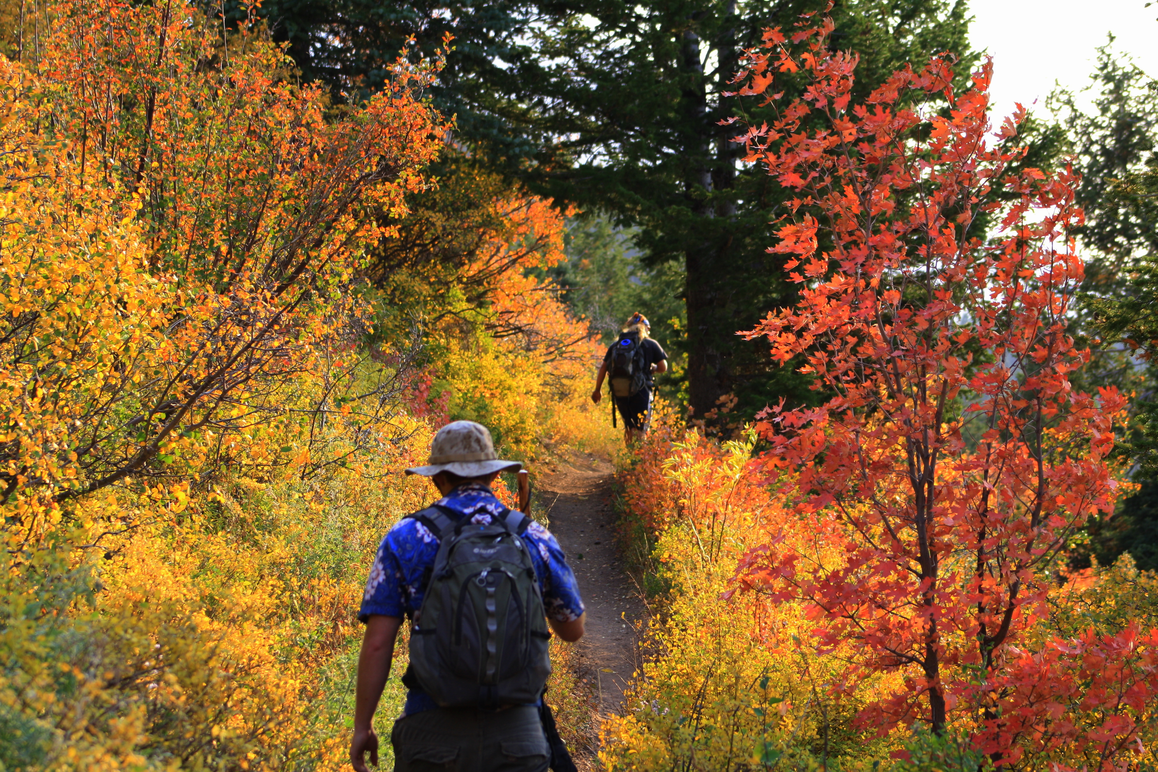 Fall definition. Hiking осенью. Hiking Trail. Fall Trekking. Люди отдыхают в лесу фото.