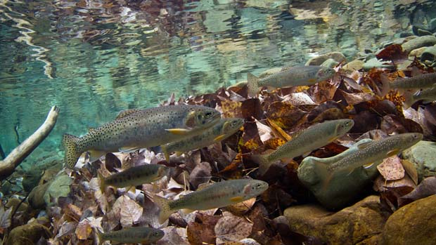 Bull trout Conservation Project 