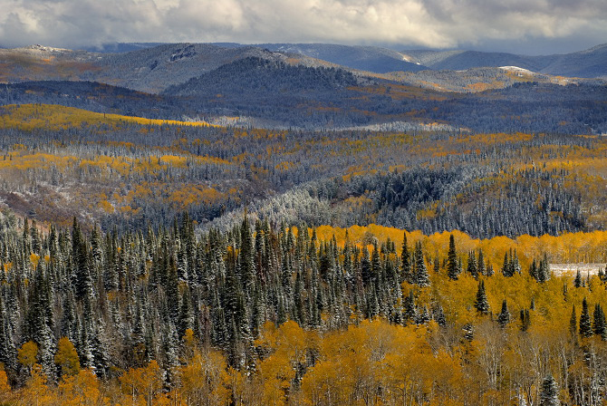 Evergreens & Aspens, Fall Snow storm near Encampment Wyoming, Me