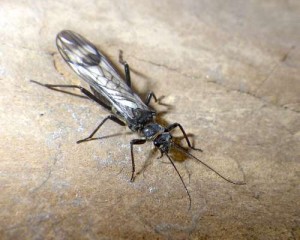 Glacier National Park Insect Faces Extinction