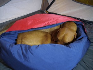 Camping Gear for Dogs